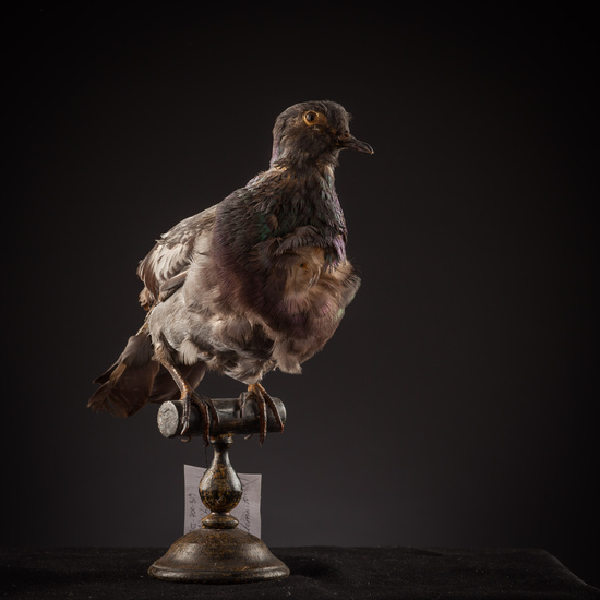 IES_SANISIDRO_BIOLOGIA_369