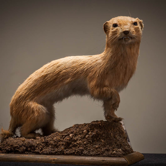 IES_ISABELLACATOLICA_BIOLOGIA_229