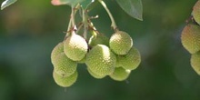 Madroño - Fruto (Arbutus unedo)