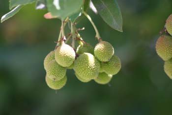 Madroño - Fruto (Arbutus unedo)