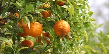 Naranjo amargo (Citrus aurantium)