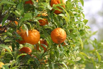 Naranjo amargo (Citrus aurantium)