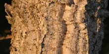 Alcornoque - Tronco (Quercus suber)