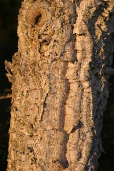 Alcornoque - Tronco (Quercus suber)