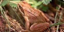 Rana bermeja (Rana temporaria)