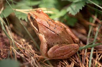 Rana bermeja (Rana temporaria)