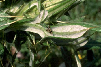 Mosca de las frutas (Urophora sp)