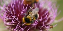 Abejorro (Bombus hortorum)