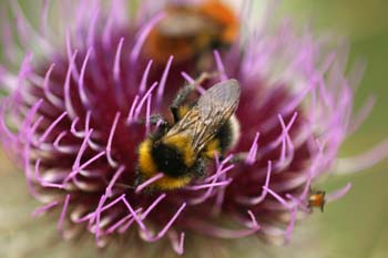Abejorro (Bombus hortorum)