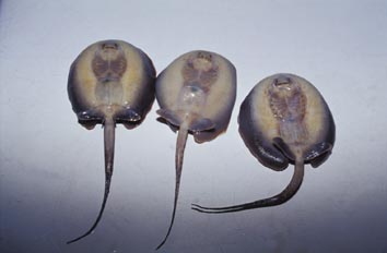 Pastinaca (Potamotrigon sp.)