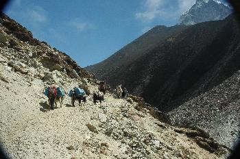 Caravana de yaks con cargamento