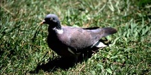 Paloma torcáz (Columba palumbus)