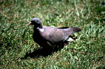 Paloma torcáz (Columba palumbus)