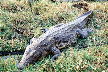 Cocodrilo, Botswana