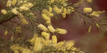 Moisés espinoso (Acacia verticillata)