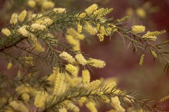 Moisés espinoso (Acacia verticillata)