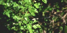 Espino majuelo - Hoja (Crataegus monogyna)