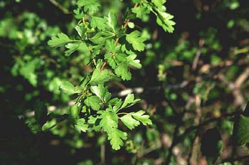 Espino majuelo - Hoja (Crataegus monogyna)