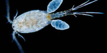 COPEPODO