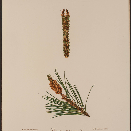 IES_CARDENALCISNEROS_HERBARIO_049