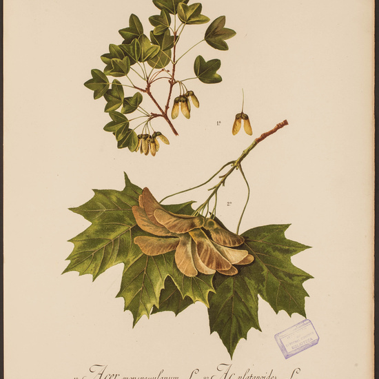 IES_CARDENALCISNEROS_HERBARIO_043