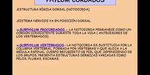 EL REINO ANIMAL: LOS CORDADOS, VERTEBRADOS.