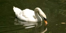 Cisne común (Cygnus olor)