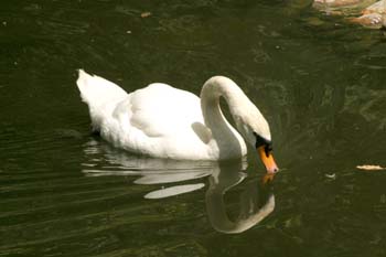 Cisne común (Cygnus olor)
