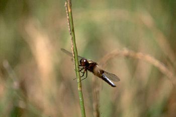 Libélula flecha (Libellula depressa)