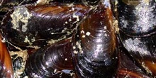 Mejillones