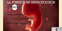 Los aparatos reproductores