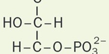 L-gliceraldehido-3-fosfato