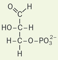 L-gliceraldehido-3-fosfato