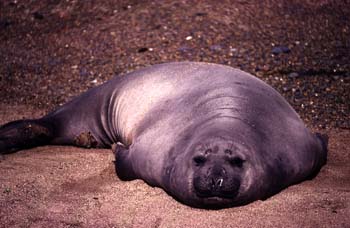 Lobo marino del Sur, Argentina