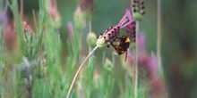 Abejorro zapador (Bombus terrestris)