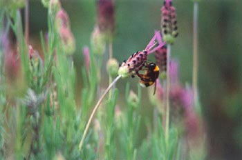 Abejorro zapador (Bombus terrestris)