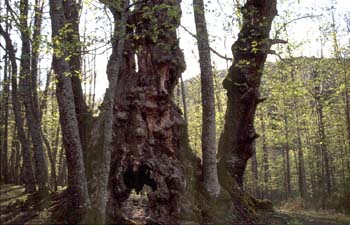 Castaño - Tronco (Castanea sativa)