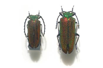 Cheloderus childreni (Chile)