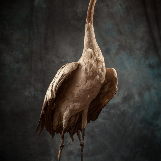 IES_SANISIDRO_BIOLOGIA_308