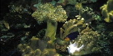 Coral blando (Alcionario)