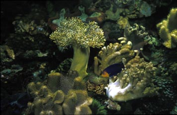Coral blando (Alcionario)