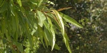 Almendro - Hoja (Prunus dulcis)