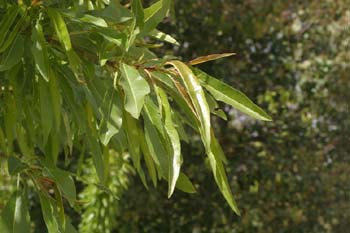 Almendro - Hoja (Prunus dulcis)