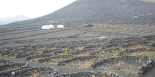 Cultivos vid en Lanzarote