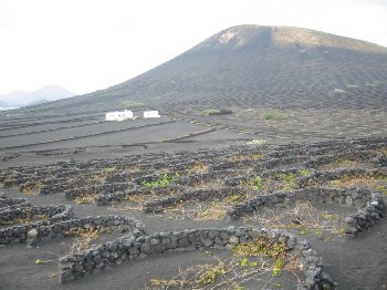 Cultivos vid en Lanzarote