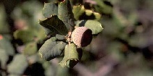 Encina - Bellota (Quercus ilex)