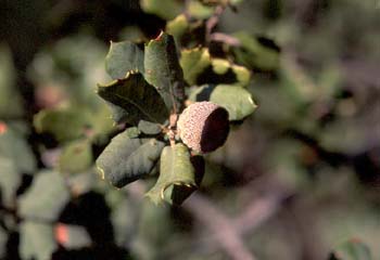 Encina - Bellota (Quercus ilex)