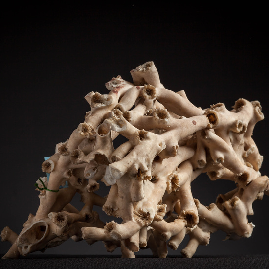 IES_CARDENALCISNEROS_CONCHAS_091