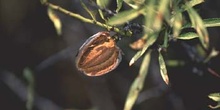 Almendro - Fruto (Prunus dulcis)