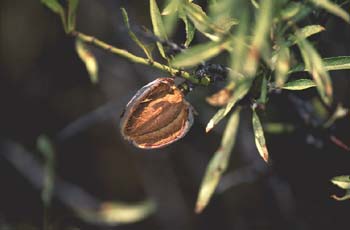 Almendro - Fruto (Prunus dulcis)